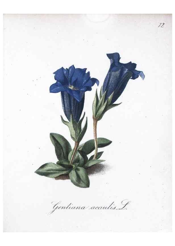 Reproducción/Reproduction 7216016874: Die Alpenpflanzen nach der Natur gemalt /. Prag :F. Tempsky,1879-1884.