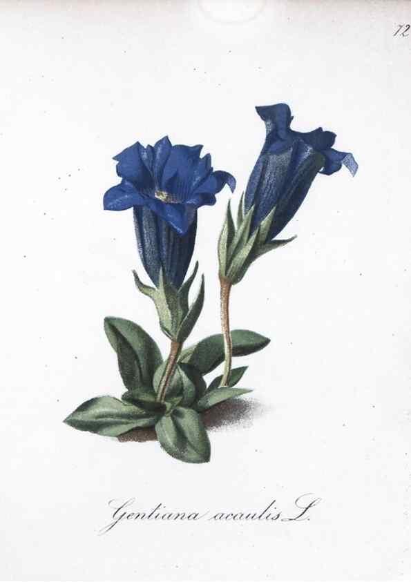 Reproducción/Reproduction 7216016874: Die Alpenpflanzen nach der Natur gemalt /. Prag :F. Tempsky,1879-1884.