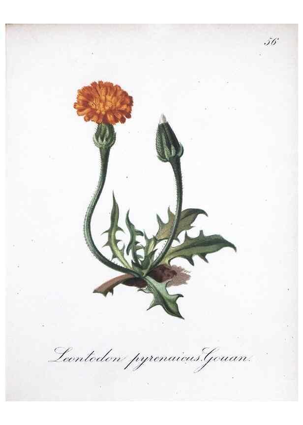 Reproducción/Reproduction 7215994826: Die Alpenpflanzen nach der Natur gemalt /. Prag :F. Tempsky,1879-1884.