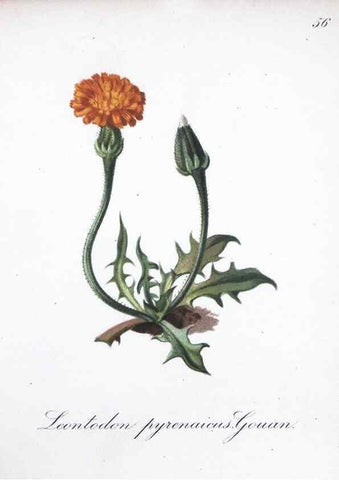 Reproducción/Reproduction 7215994826: Die Alpenpflanzen nach der Natur gemalt /. Prag :F. Tempsky,1879-1884.