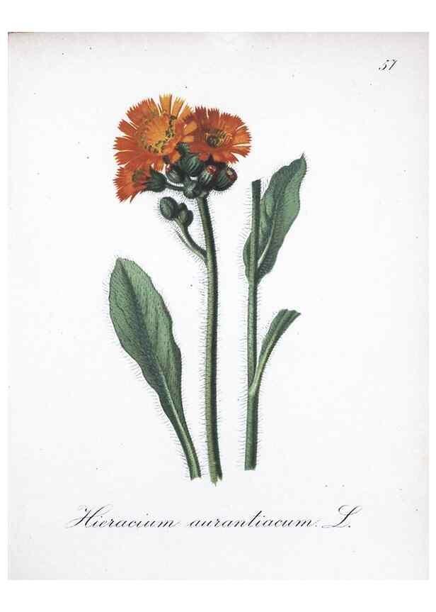 Reproducción/Reproduction 7215996230: Die Alpenpflanzen nach der Natur gemalt /. Prag :F. Tempsky,1879-1884.