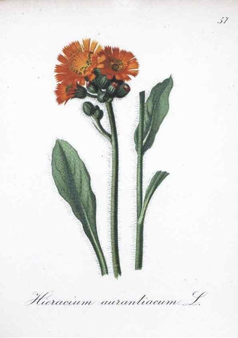 Reproducción/Reproduction 7215996230: Die Alpenpflanzen nach der Natur gemalt /. Prag :F. Tempsky,1879-1884.