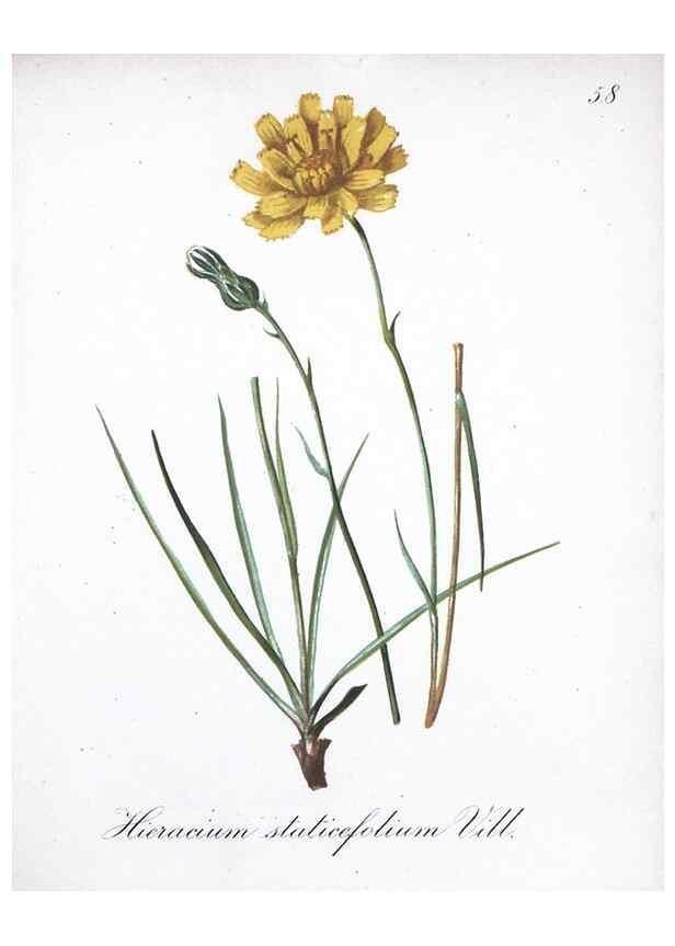 Reproducción/Reproduction 7215997392: Die Alpenpflanzen nach der Natur gemalt /. Prag :F. Tempsky,1879-1884.