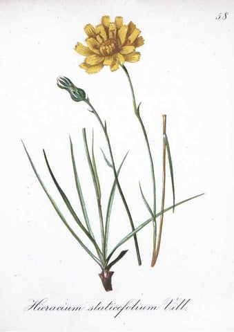 Reproducción/Reproduction 7215997392: Die Alpenpflanzen nach der Natur gemalt /. Prag :F. Tempsky,1879-1884.