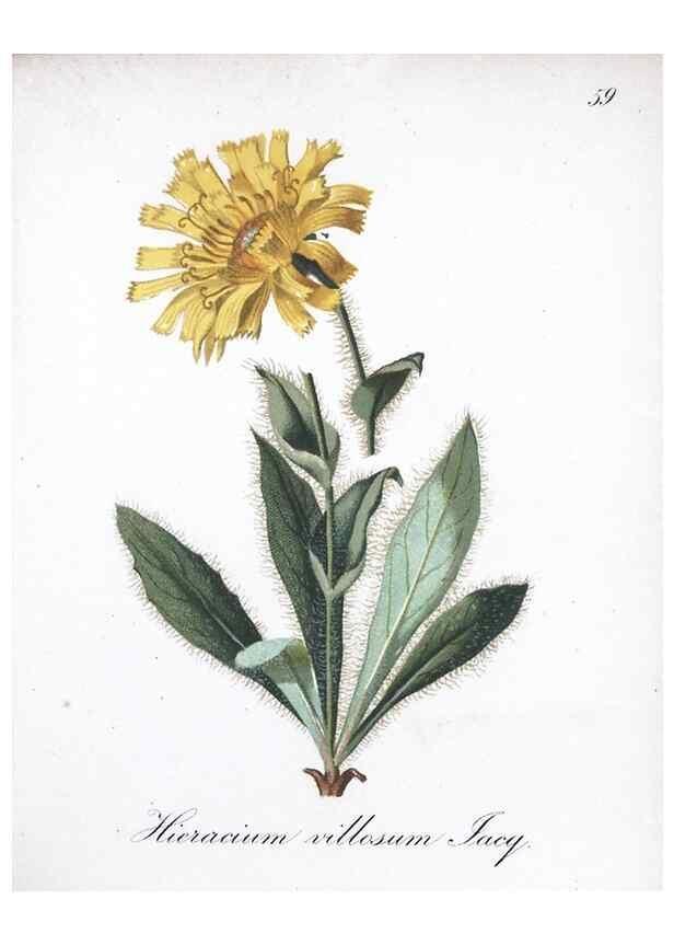 Reproducción/Reproduction 7215998868: Die Alpenpflanzen nach der Natur gemalt /. Prag :F. Tempsky,1879-1884.