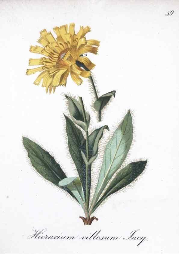 Reproducción/Reproduction 7215998868: Die Alpenpflanzen nach der Natur gemalt /. Prag :F. Tempsky,1879-1884.