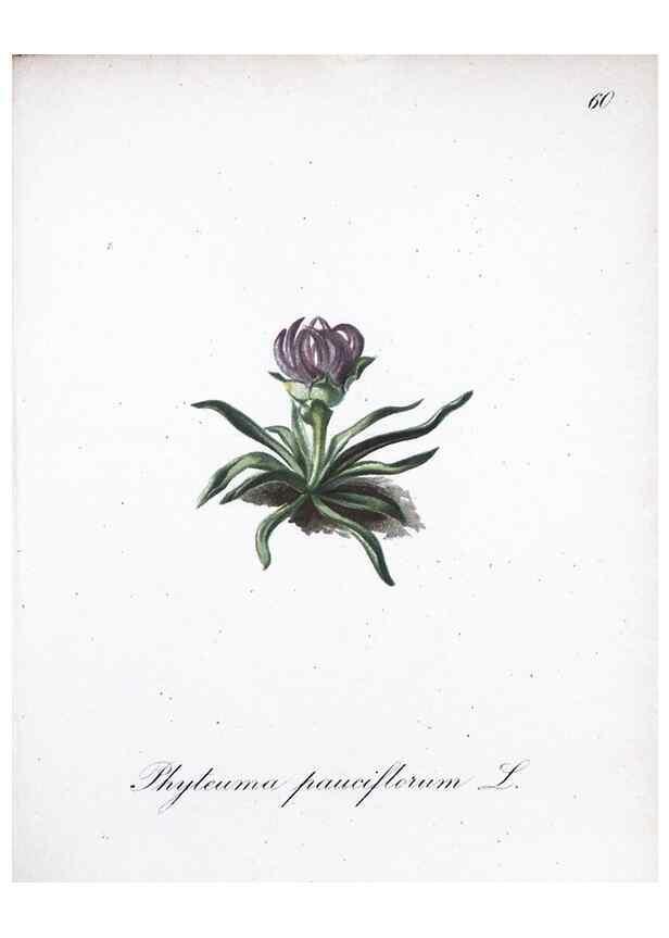 Reproducción/Reproduction 7215999812: Die Alpenpflanzen nach der Natur gemalt /. Prag :F. Tempsky,1879-1884.