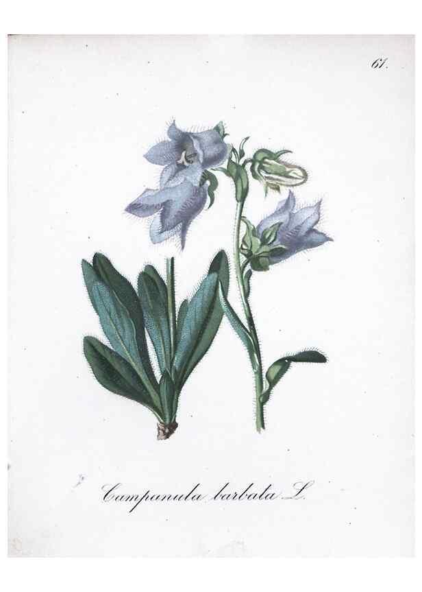 Reproducción/Reproduction 7216001578: Die Alpenpflanzen nach der Natur gemalt /. Prag :F. Tempsky,1879-1884.