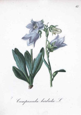 Reproducción/Reproduction 7216001578: Die Alpenpflanzen nach der Natur gemalt /. Prag :F. Tempsky,1879-1884.