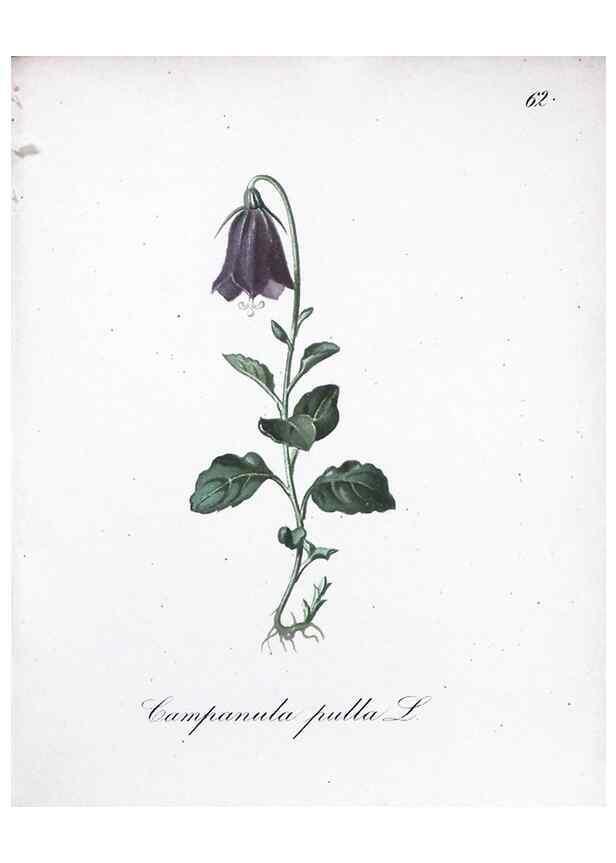 Reproducción/Reproduction 7216002970: Die Alpenpflanzen nach der Natur gemalt /. Prag :F. Tempsky,1879-1884.