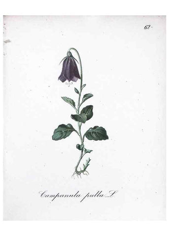 Reproducción/Reproduction 7216002970: Die Alpenpflanzen nach der Natur gemalt /. Prag :F. Tempsky,1879-1884.