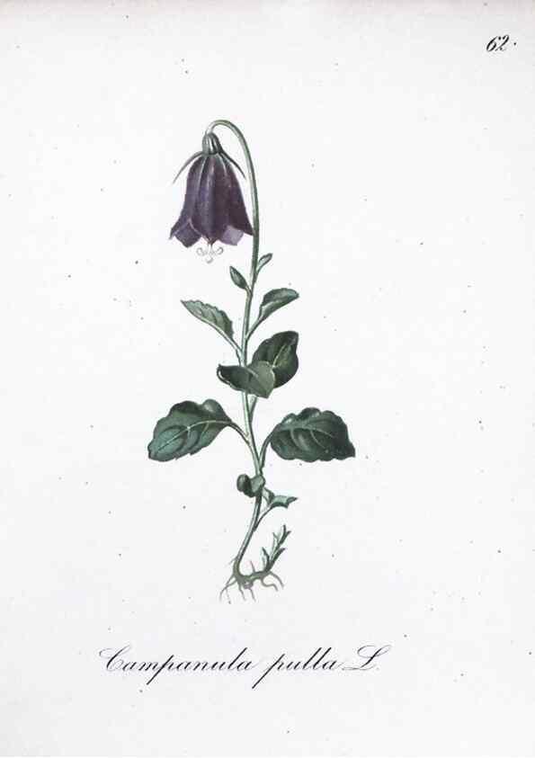 Reproducción/Reproduction 7216002970: Die Alpenpflanzen nach der Natur gemalt /. Prag :F. Tempsky,1879-1884.