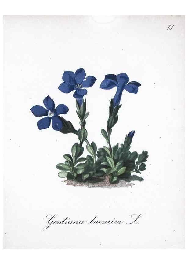 Reproducción/Reproduction 7216017748: Die Alpenpflanzen nach der Natur gemalt /. Prag :F. Tempsky,1879-1884.