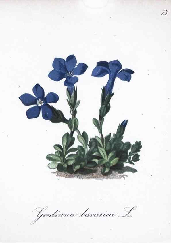 Reproducción/Reproduction 7216017748: Die Alpenpflanzen nach der Natur gemalt /. Prag :F. Tempsky,1879-1884.