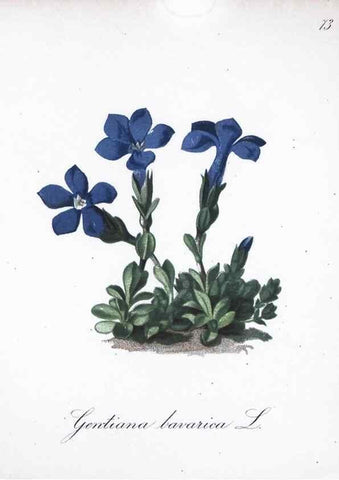 Reproducción/Reproduction 7216017748: Die Alpenpflanzen nach der Natur gemalt /. Prag :F. Tempsky,1879-1884.