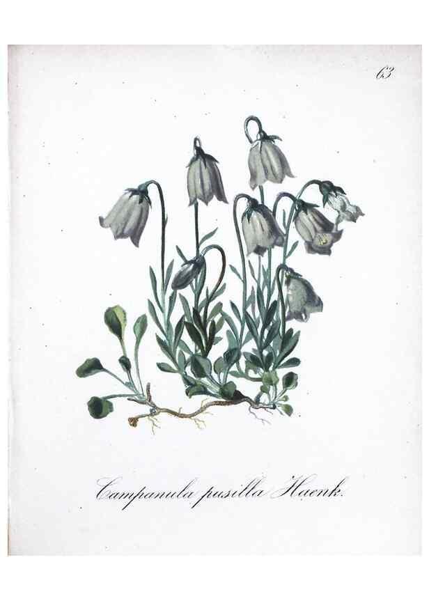 Reproducción/Reproduction 7216004038: Die Alpenpflanzen nach der Natur gemalt /. Prag :F. Tempsky,1879-1884.