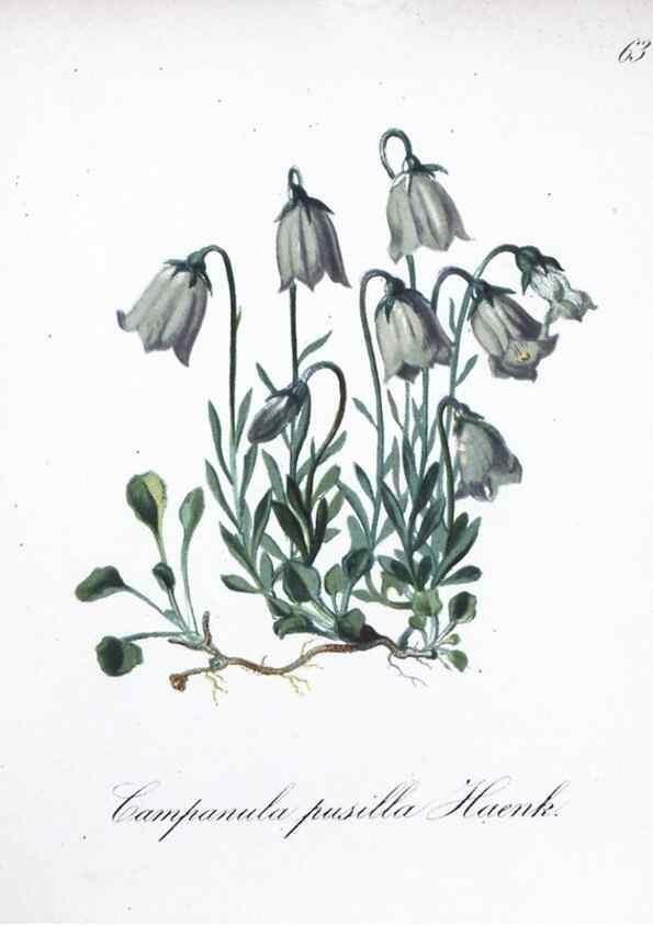 Reproducción/Reproduction 7216004038: Die Alpenpflanzen nach der Natur gemalt /. Prag :F. Tempsky,1879-1884.