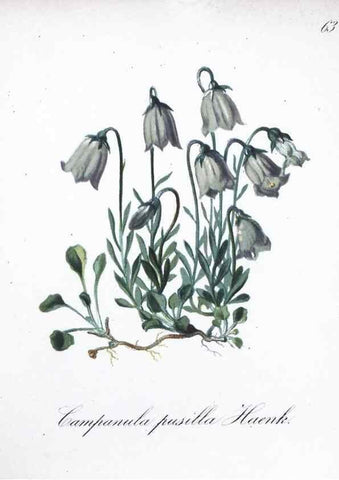 Reproducción/Reproduction 7216004038: Die Alpenpflanzen nach der Natur gemalt /. Prag :F. Tempsky,1879-1884.