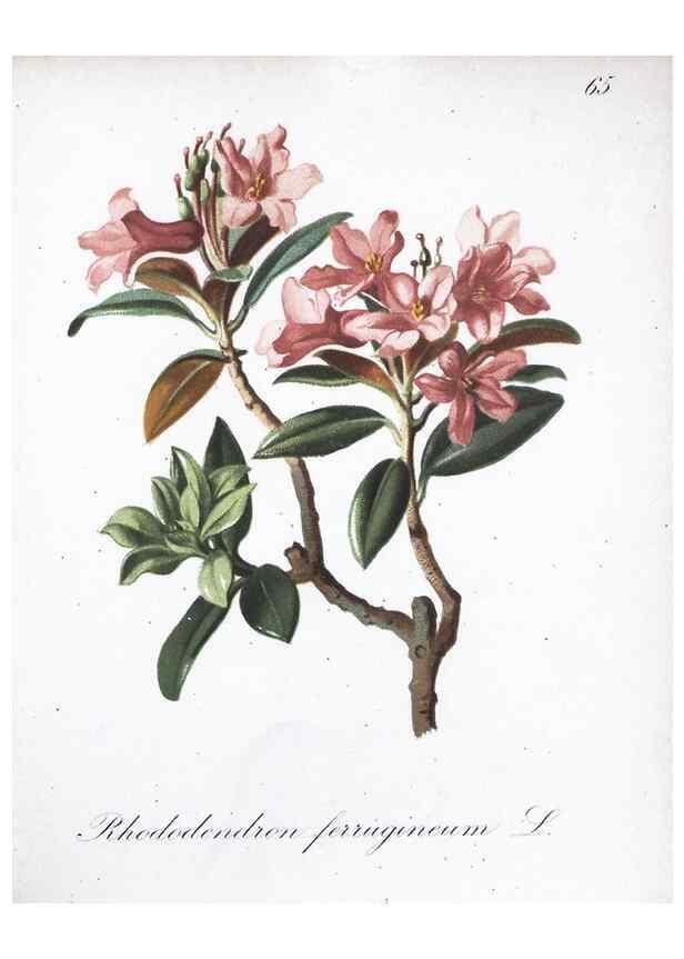 Reproducción/Reproduction 7216006474: Die Alpenpflanzen nach der Natur gemalt /. Prag :F. Tempsky,1879-1884.