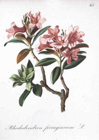 Reproducción/Reproduction 7216006474: Die Alpenpflanzen nach der Natur gemalt /. Prag :F. Tempsky,1879-1884.