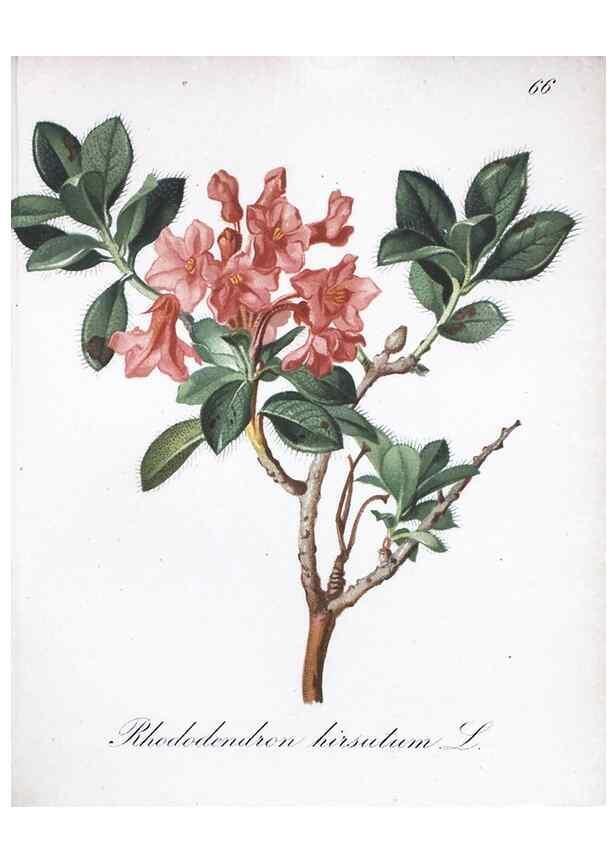 Reproducción/Reproduction 7216008066: Die Alpenpflanzen nach der Natur gemalt /. Prag :F. Tempsky,1879-1884.
