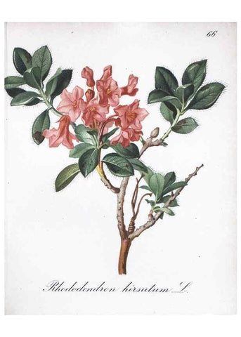 Reproducción/Reproduction 7216008066: Die Alpenpflanzen nach der Natur gemalt /. Prag :F. Tempsky,1879-1884.