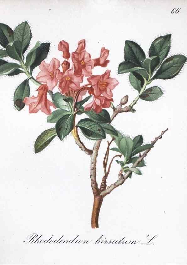 Reproducción/Reproduction 7216008066: Die Alpenpflanzen nach der Natur gemalt /. Prag :F. Tempsky,1879-1884.