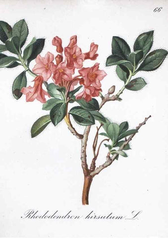 Reproducción/Reproduction 7216008066: Die Alpenpflanzen nach der Natur gemalt /. Prag :F. Tempsky,1879-1884.