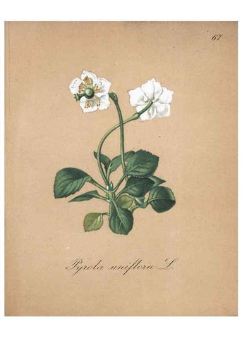 Reproducción/Reproduction 7216009442: Die Alpenpflanzen nach der Natur gemalt /. Prag :F. Tempsky,1879-1884.