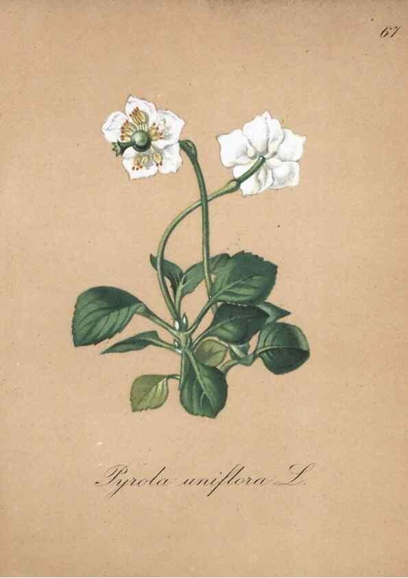 Reproducción/Reproduction 7216009442: Die Alpenpflanzen nach der Natur gemalt /. Prag :F. Tempsky,1879-1884.
