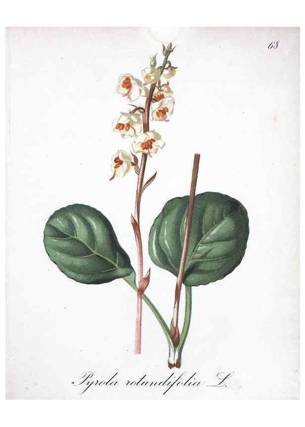 Reproducción/Reproduction 7216010930: Die Alpenpflanzen nach der Natur gemalt /. Prag :F. Tempsky,1879-1884.