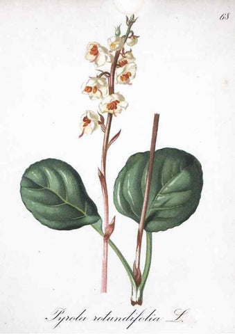Reproducción/Reproduction 7216010930: Die Alpenpflanzen nach der Natur gemalt /. Prag :F. Tempsky,1879-1884.