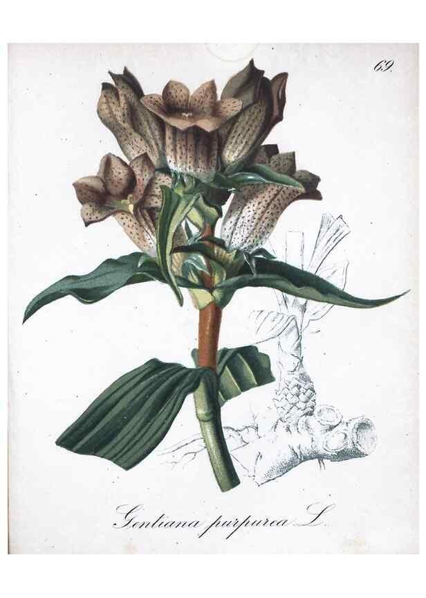 Reproducción/Reproduction 7216013172: Die Alpenpflanzen nach der Natur gemalt /. Prag :F. Tempsky,1879-1884.