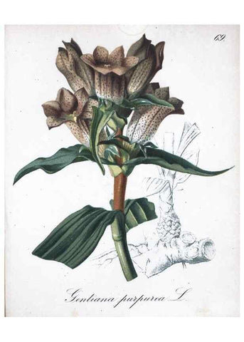 Reproducción/Reproduction 7216013172: Die Alpenpflanzen nach der Natur gemalt /. Prag :F. Tempsky,1879-1884.