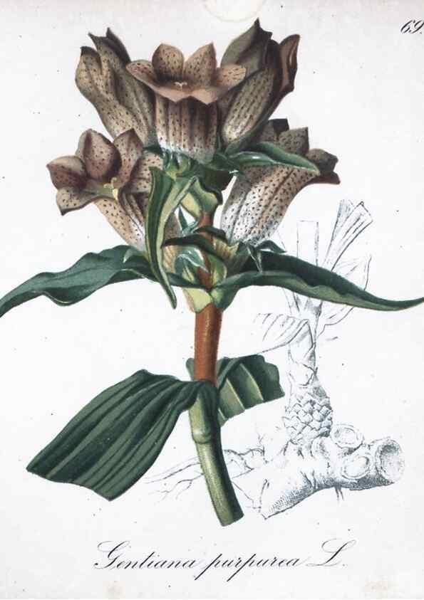 Reproducción/Reproduction 7216013172: Die Alpenpflanzen nach der Natur gemalt /. Prag :F. Tempsky,1879-1884.