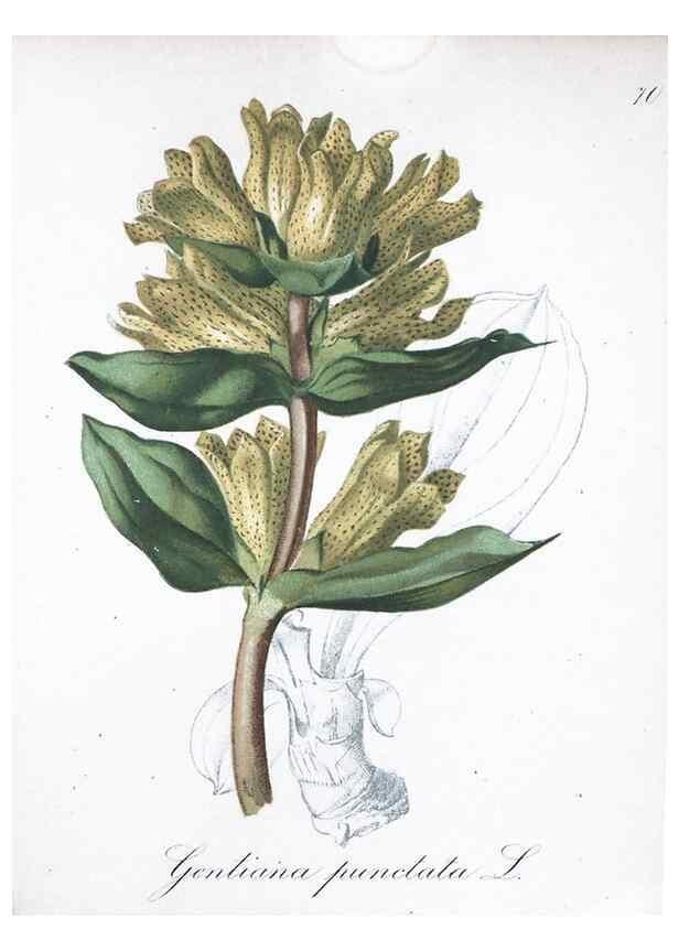 Reproducción/Reproduction 7216014254: Die Alpenpflanzen nach der Natur gemalt /. Prag :F. Tempsky,1879-1884.