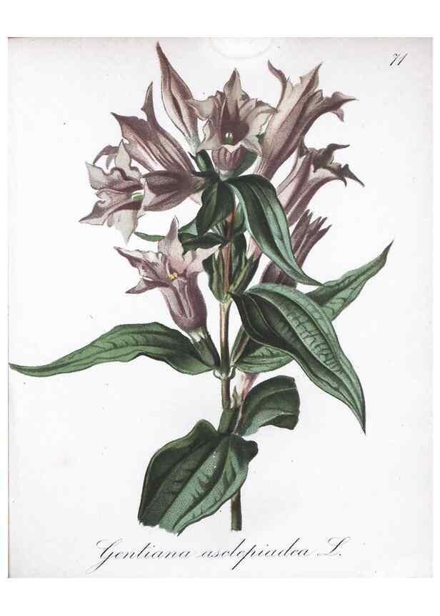 Reproducción/Reproduction 7216015482: Die Alpenpflanzen nach der Natur gemalt /. Prag :F. Tempsky,1879-1884.