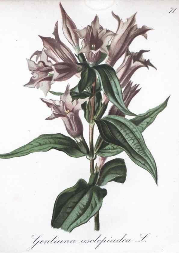 Reproducción/Reproduction 7216015482: Die Alpenpflanzen nach der Natur gemalt /. Prag :F. Tempsky,1879-1884.