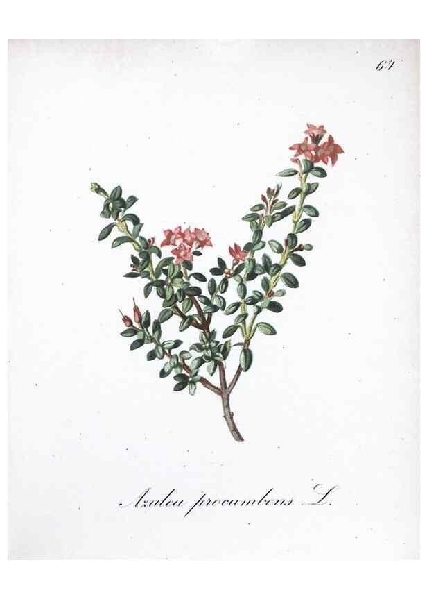 Reproducción/Reproduction 7216005438: Die Alpenpflanzen nach der Natur gemalt /. Prag :F. Tempsky,1879-1884.