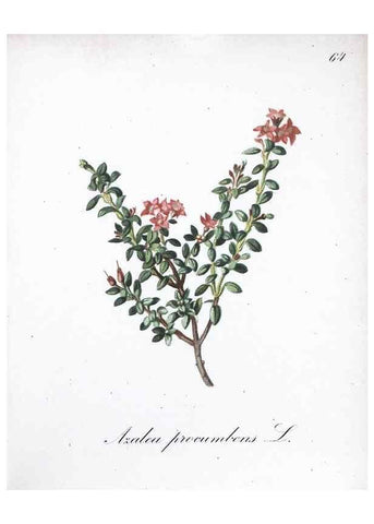 Reproducción/Reproduction 7216005438: Die Alpenpflanzen nach der Natur gemalt /. Prag :F. Tempsky,1879-1884.
