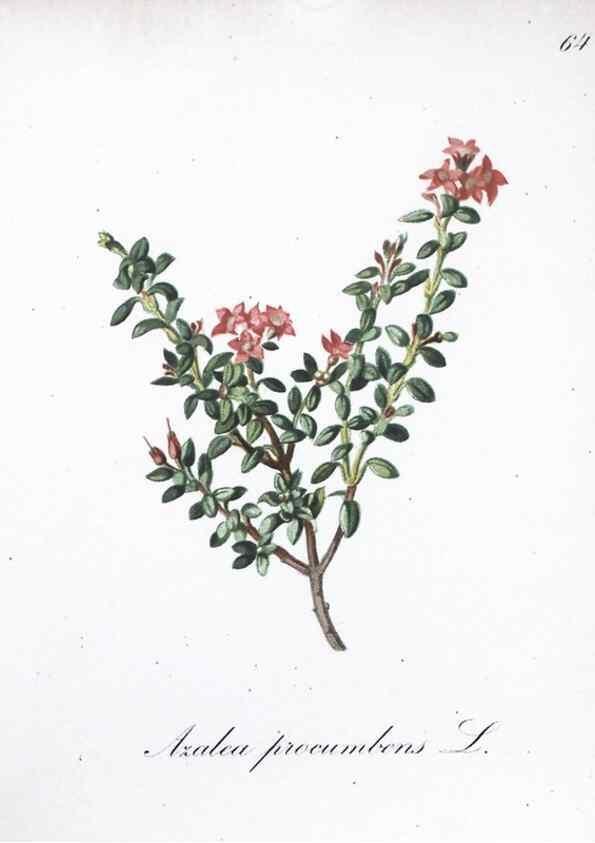 Reproducción/Reproduction 7216005438: Die Alpenpflanzen nach der Natur gemalt /. Prag :F. Tempsky,1879-1884.