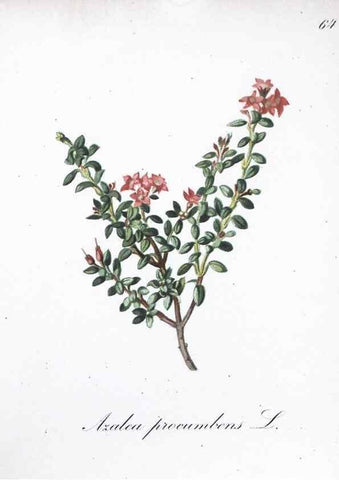 Reproducción/Reproduction 7216005438: Die Alpenpflanzen nach der Natur gemalt /. Prag :F. Tempsky,1879-1884.