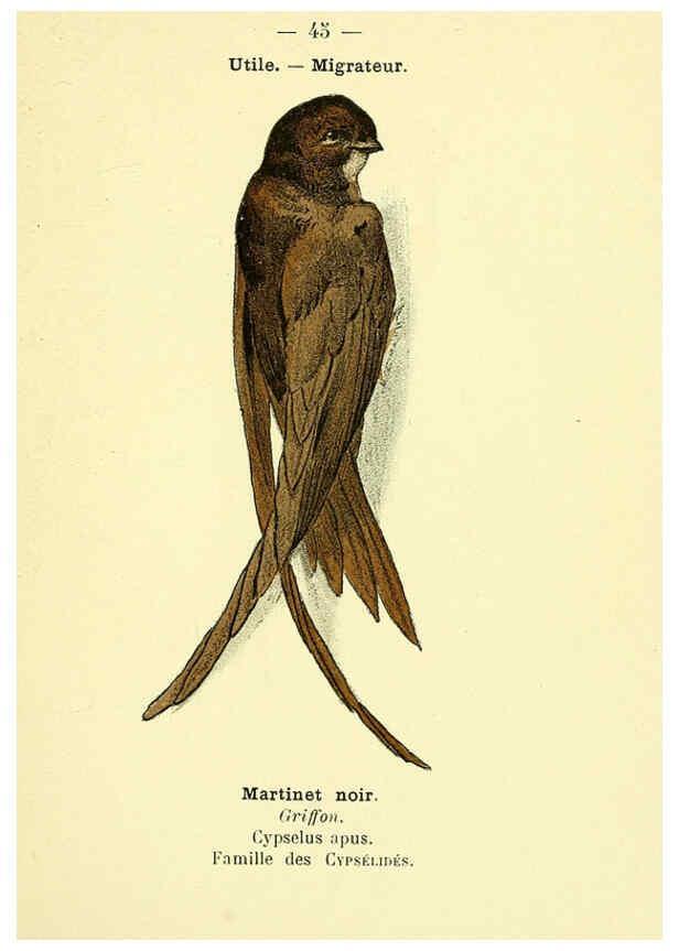 Reproducción/Reproduction 6388891875: Atlas de poche des oiseaux de France, Suisse, et Belgique, utiles ou nuisibles. ser.1 Paris :Librairie des sciences naturelles P. Klincksieck,1898- 