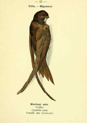 Reproducción/Reproduction 6388891875: Atlas de poche des oiseaux de France, Suisse, et Belgique, utiles ou nuisibles. ser.1 Paris :Librairie des sciences naturelles P. Klincksieck,1898- 