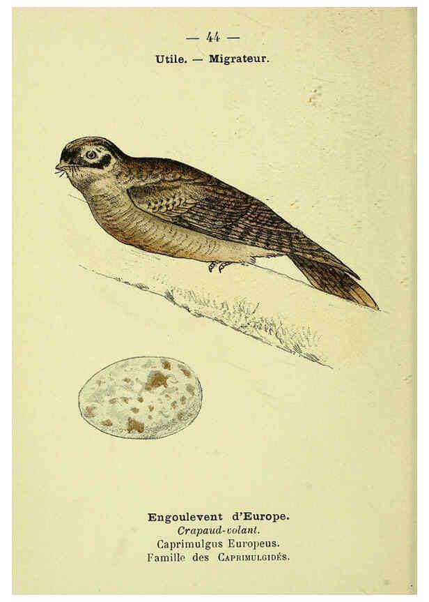 Reproducción/Reproduction 6388891369: Atlas de poche des oiseaux de France, Suisse, et Belgique, utiles ou nuisibles. ser.1 Paris :Librairie des sciences naturelles P. Klincksieck,1898- 
