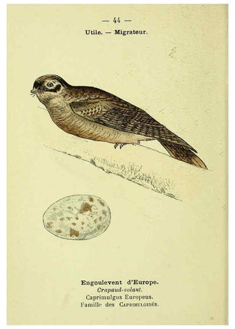 Reproducción/Reproduction 6388891369: Atlas de poche des oiseaux de France, Suisse, et Belgique, utiles ou nuisibles. ser.1 Paris :Librairie des sciences naturelles P. Klincksieck,1898- 