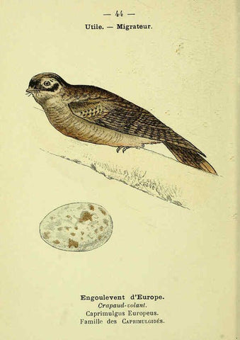 Reproducción/Reproduction 6388891369: Atlas de poche des oiseaux de France, Suisse, et Belgique, utiles ou nuisibles. ser.1 Paris :Librairie des sciences naturelles P. Klincksieck,1898- 
