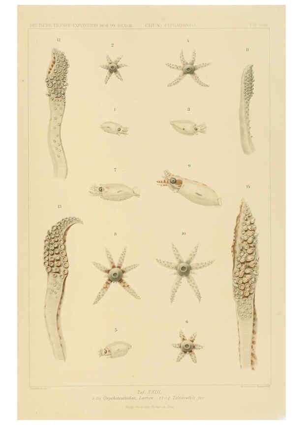 Reproducción/Reproduction 6286438268: Die Cephalopoden. Bd. 18, T.1 (Atlas) [Jena],G. Fischer,1910-1915