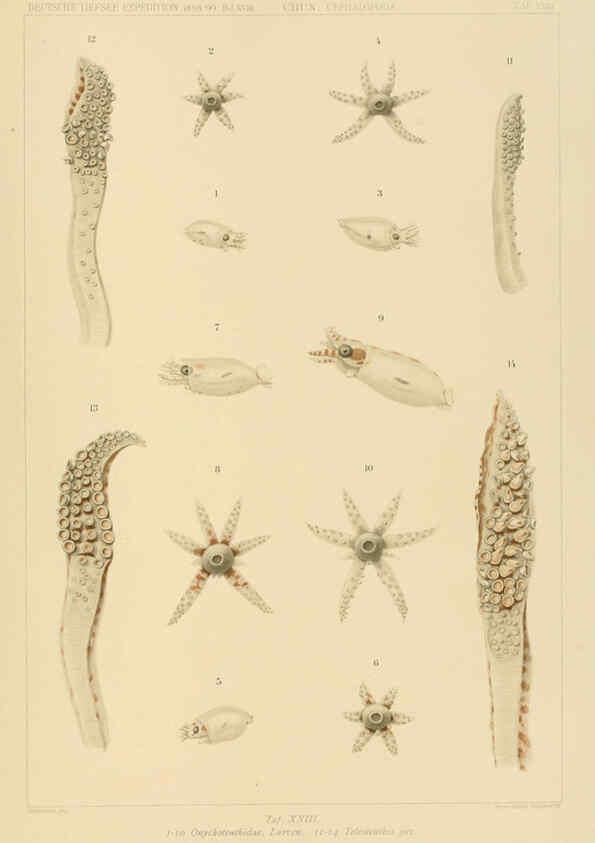Reproducción/Reproduction 6286438268: Die Cephalopoden. Bd. 18, T.1 (Atlas) [Jena],G. Fischer,1910-1915