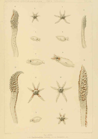 Reproducción/Reproduction 6286438268: Die Cephalopoden. Bd. 18, T.1 (Atlas) [Jena],G. Fischer,1910-1915